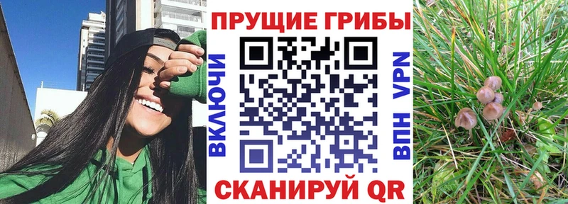 Галлюциногенные грибы ЛСД  кракен tor  Западная Двина  наркошоп 